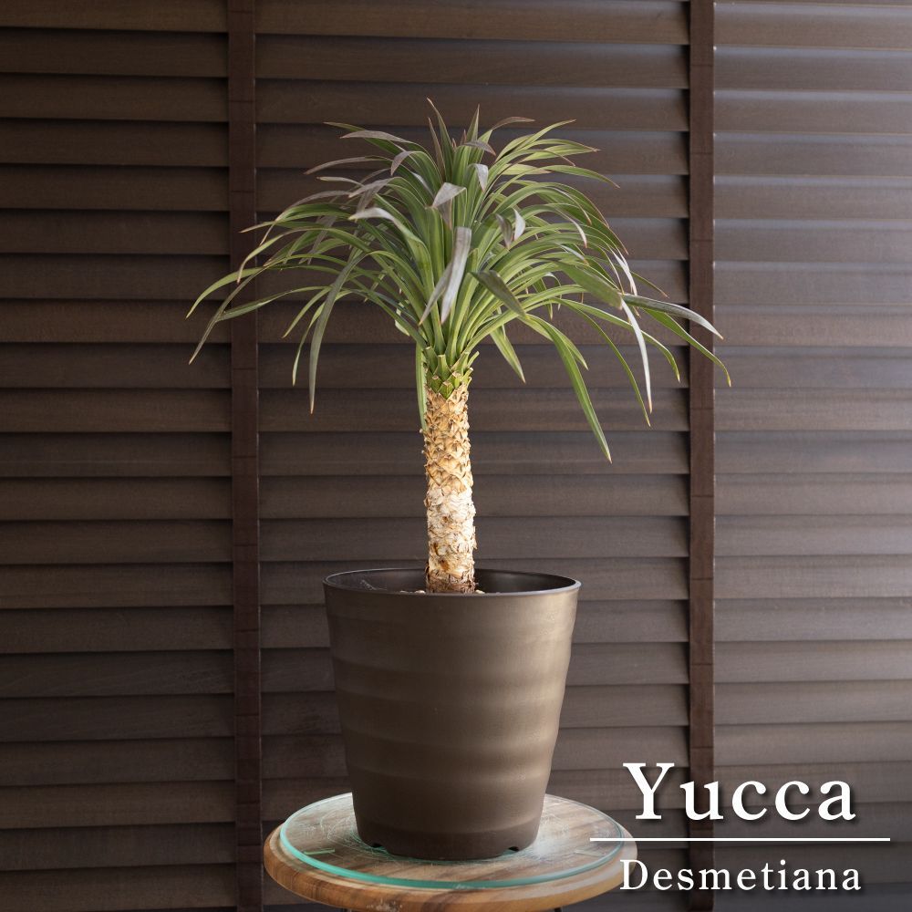 ユッカ デスメティアーナ 7号 Yucca Desmetiana ヤシ 幹立ち