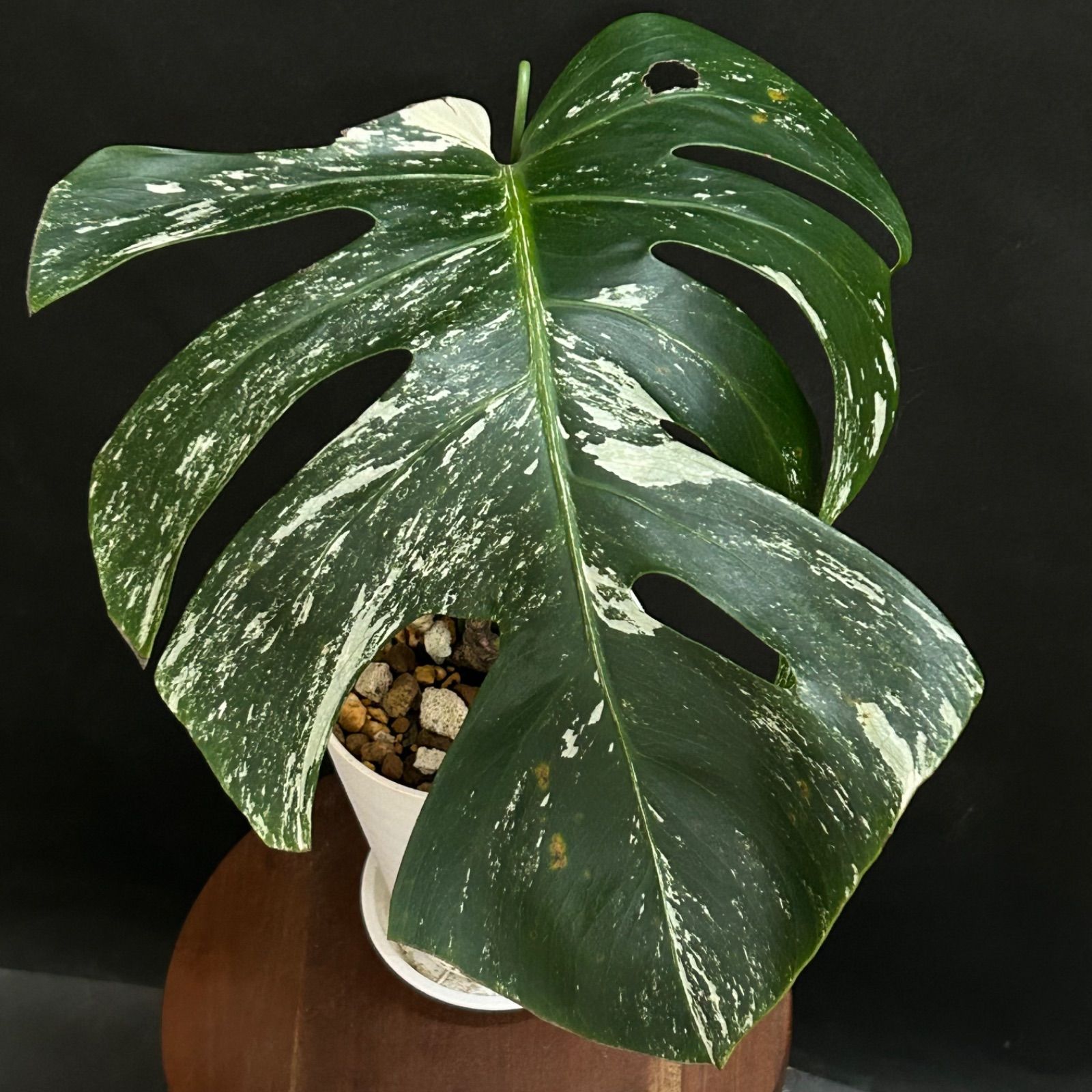 斑入り モンステラ ボルシギアナー | 1019 Fe-Bb】鉢植え 甲高