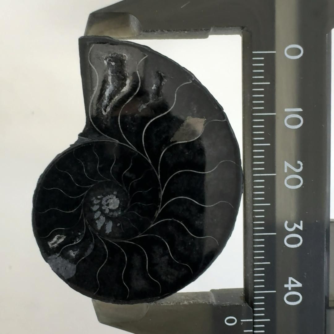 マダガスカル産　ブラックアンモナイト化石　大サイズ マダガスカル産 ブラックアンモナイト化石 磁力あり | 虹色南瓜