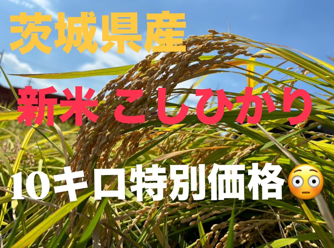 茨城県産 令和7年分 新米 こしひかり 10キロ 【公式通販】