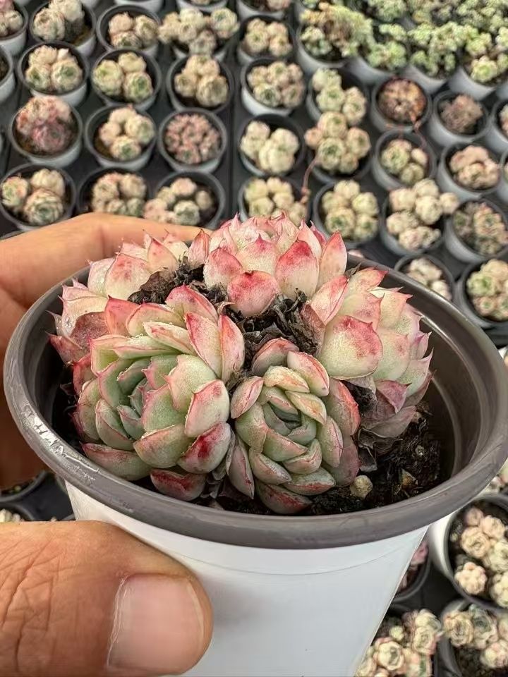 18株の抜き苗セット】イチゴアイス錦 多肉植物 佐川急便発送