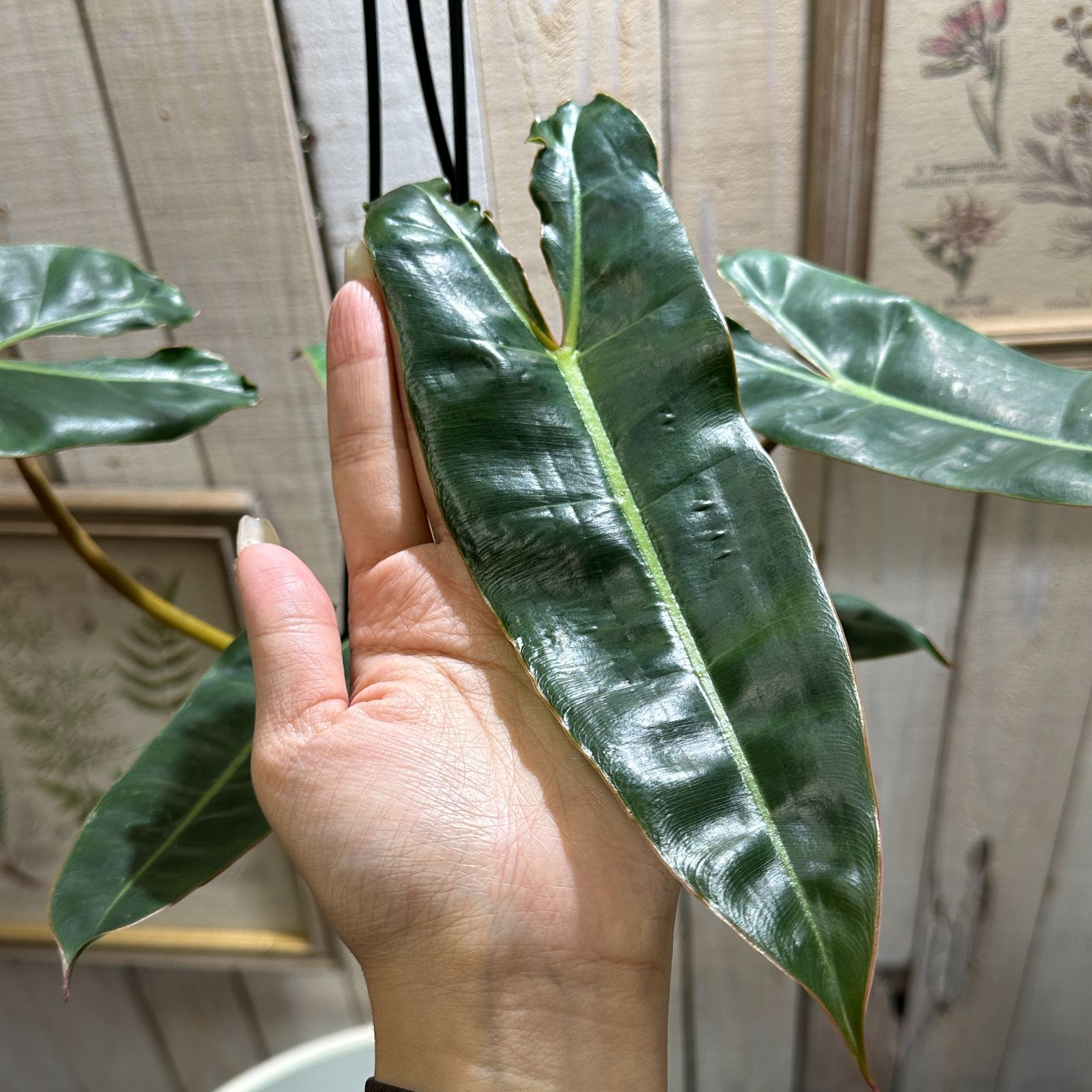観葉植物 フィロデンドロン ビレッタエ(ビレッティアエ) 5号 吊り(個体