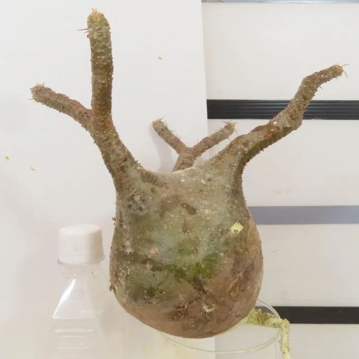 5258 「塊根植物」パキポディウム グラキリスM 　厳選株 抜き苗【6/26最新到着・gracilius・根切確認済・到着後3日以内返品OK】