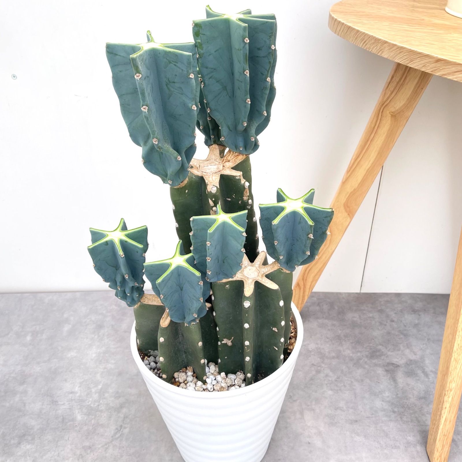 柱サボテン　ブランチ　3 現品］柱サボテン 鬼面角 ブランチ 3本植え 7号 観葉植物 室内