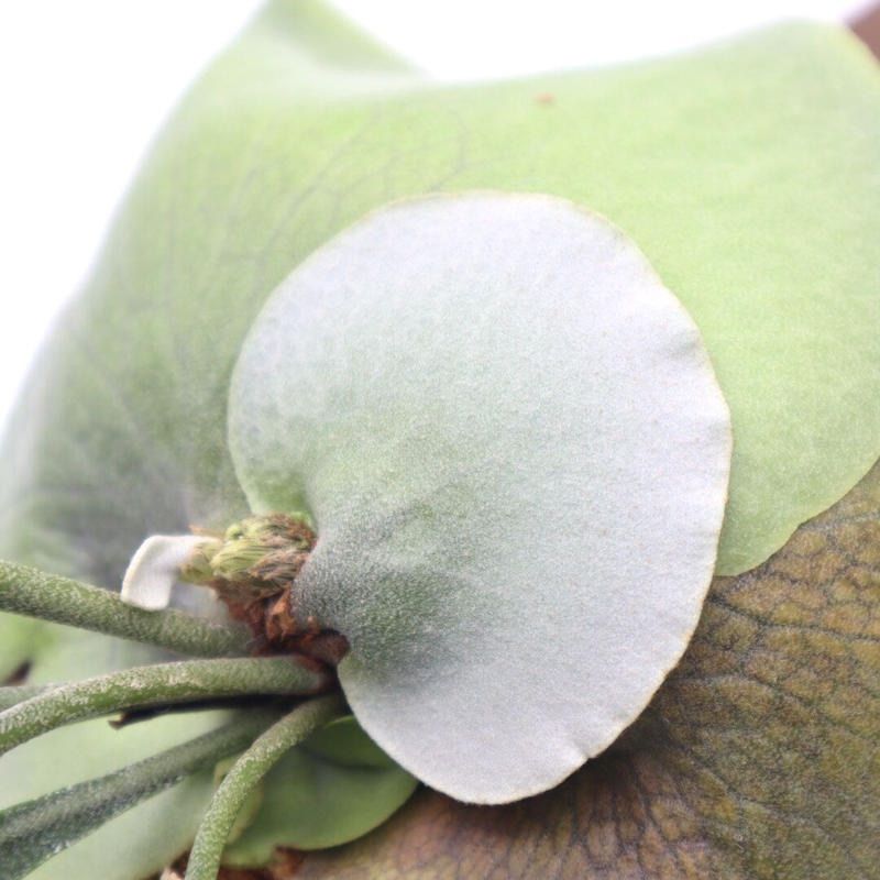 287 ビカクシダ マウントルイス P.Mt.Lewis希少コルク付 ハンギング