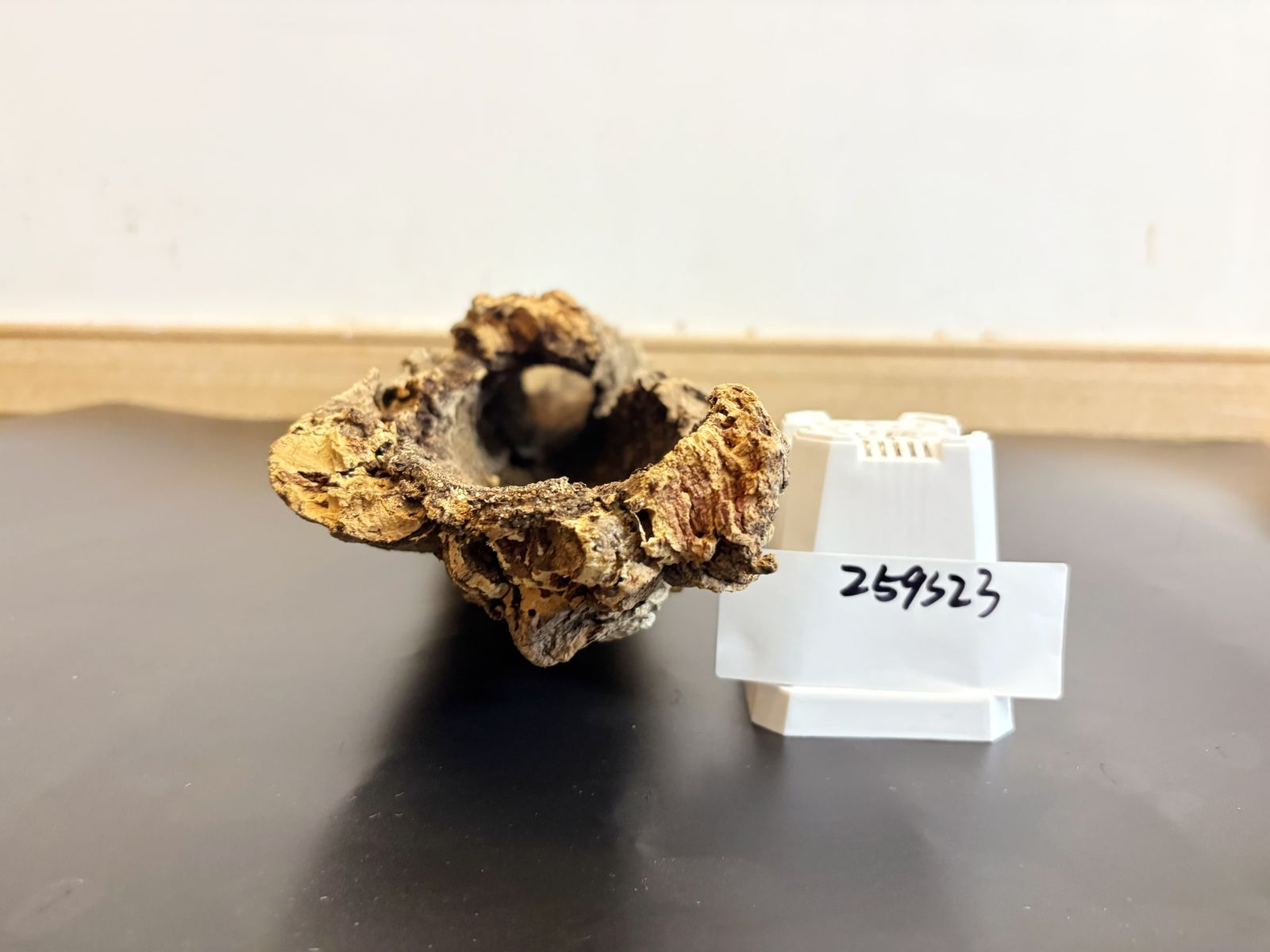 送料無料 チランジア