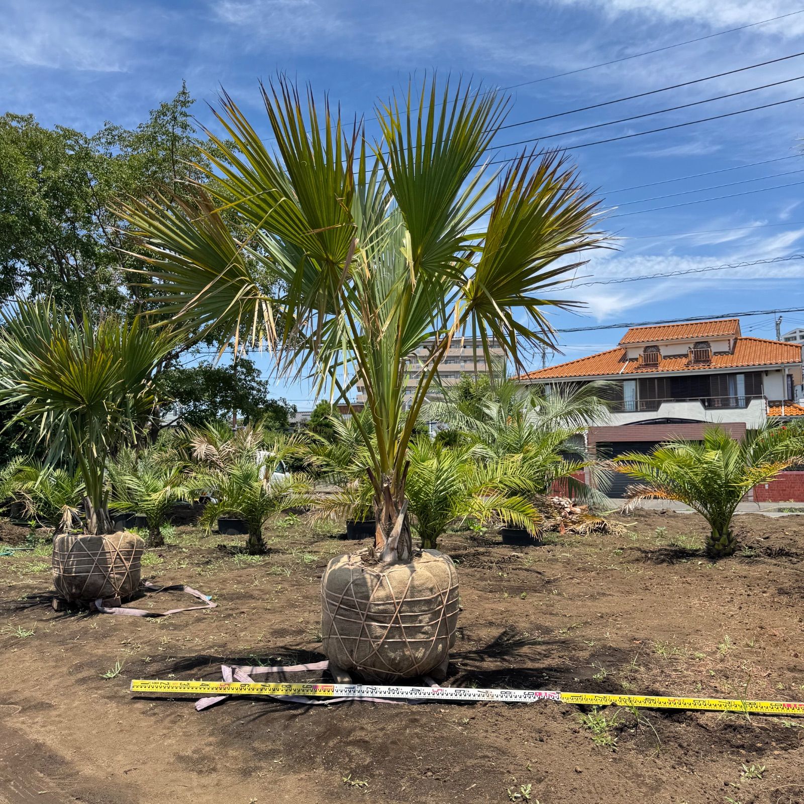 希少】サバルヤシ 3m - メルカリ