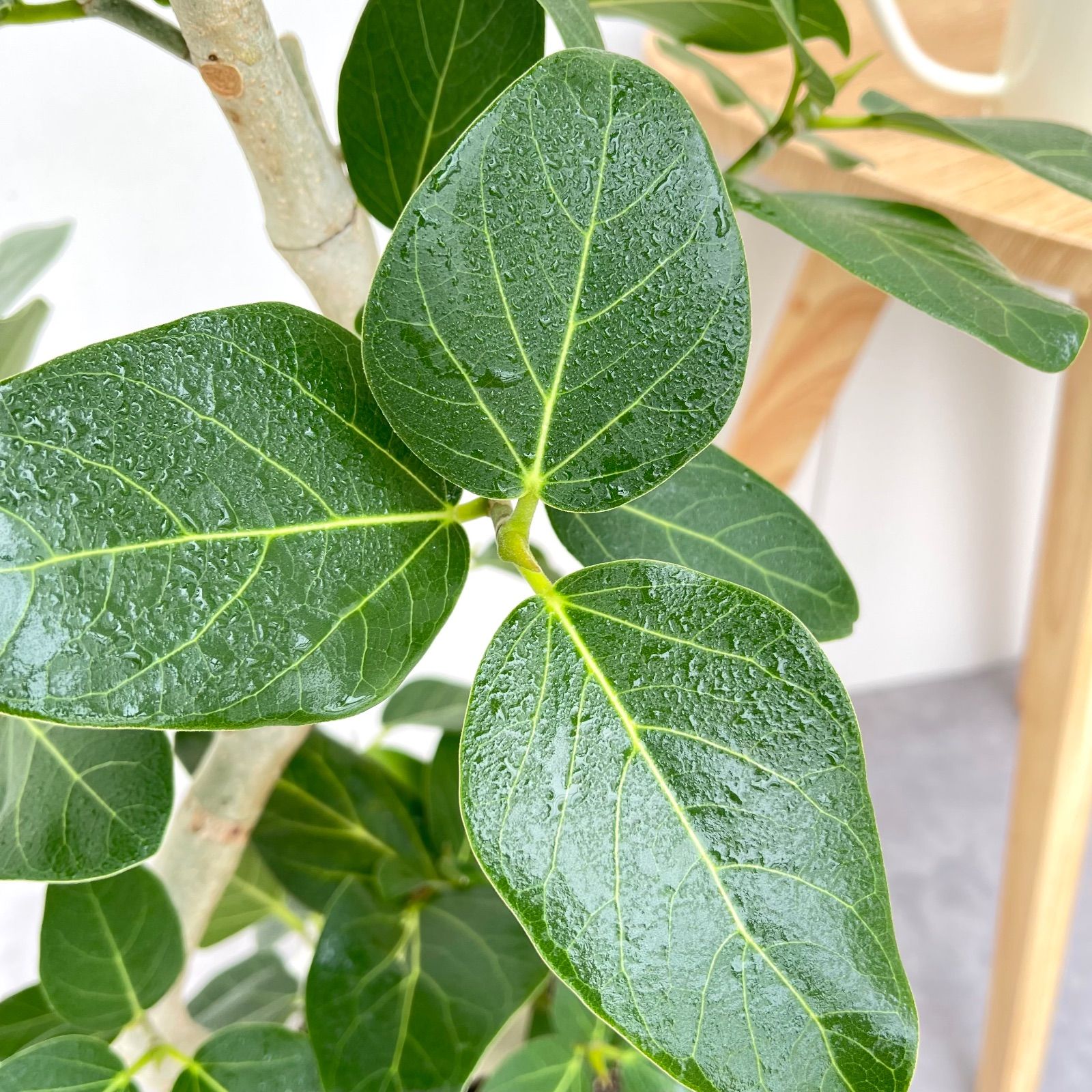 フィカス ベンガレンシス 曲がり 13【現品】観葉植物 大型 室内