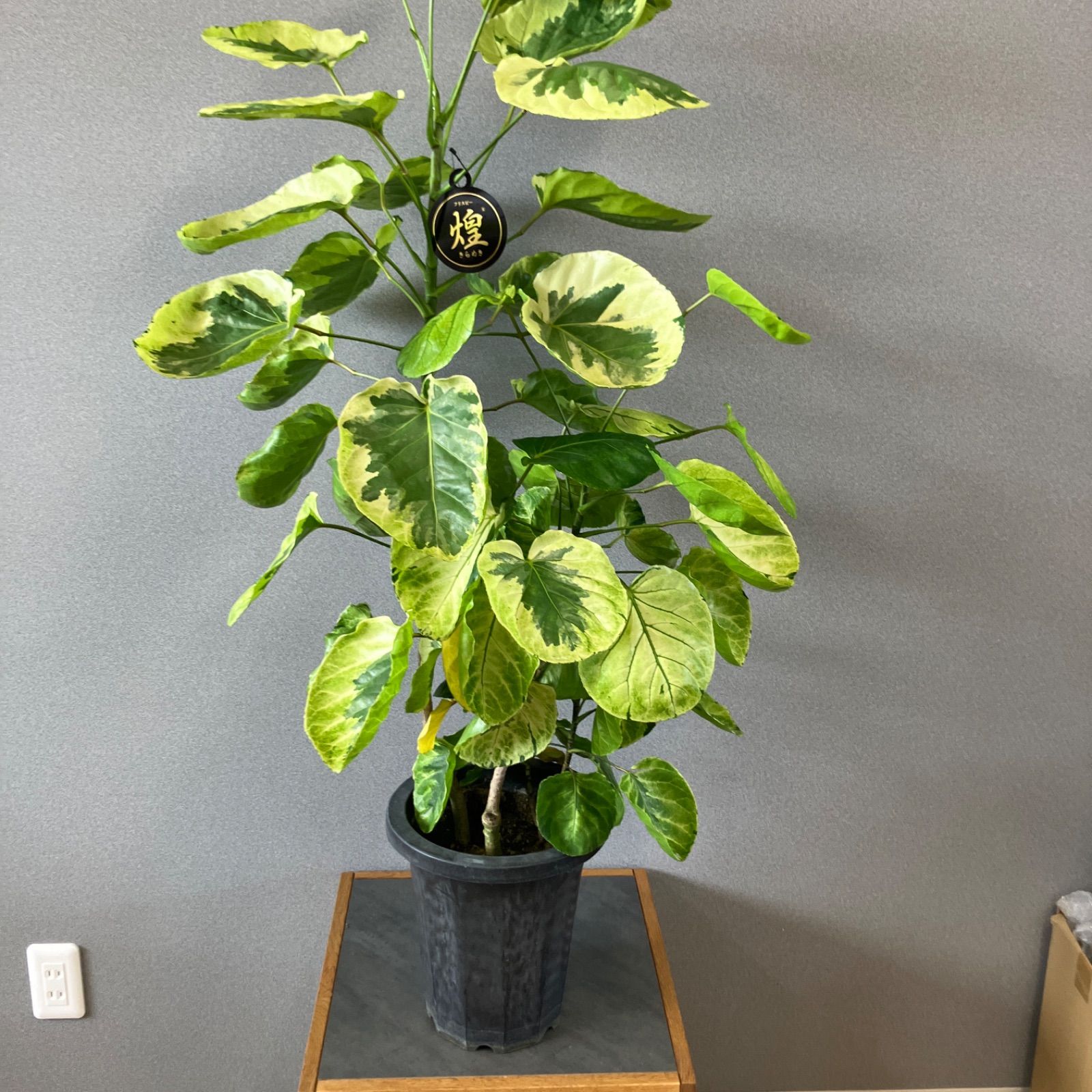 超希少❗️交配種❗️チランジア メアリーZ チアペンシス×ローランド