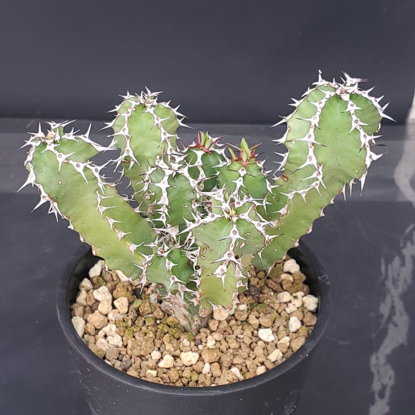 10/30輸入〕ユーフォルビア ムランジーナ 塊根植物 ベアルート株 26