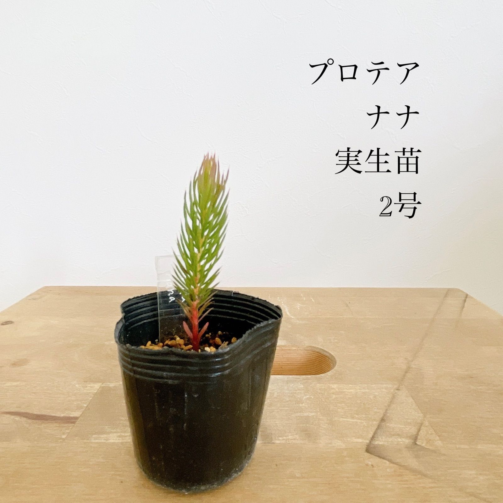❤︎ページ Amazon.co.jp: スイッチアッシ 間欠ワイパーレバースイッチ