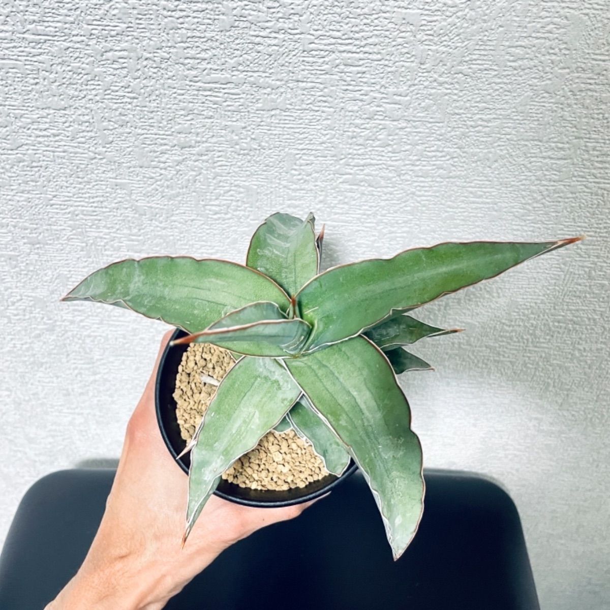 サンスベリア ブルーキュ斑入 Sansevieria Blue Kew サンスベリア ブルーキュ斑入 Sansevieria Blue Kew