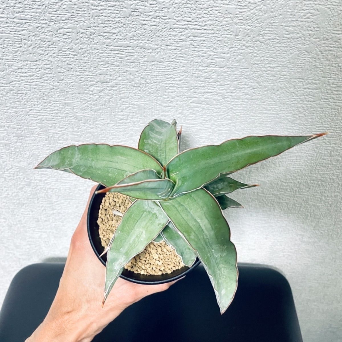 サンスベリア ブルーキュー sansevieria Blue Kew - Plants Terrace