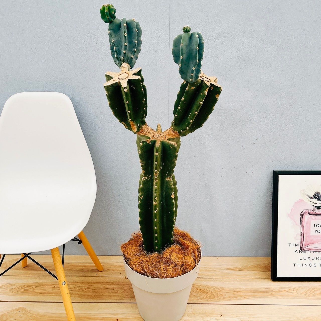 亀　サボテン 大物キンシャチ③　超選抜苗7月限定3個　【金鯱】王様/ 亀 サボテン 大物キンシャチ③ 超選抜苗7月限定3個 【金鯱】王様