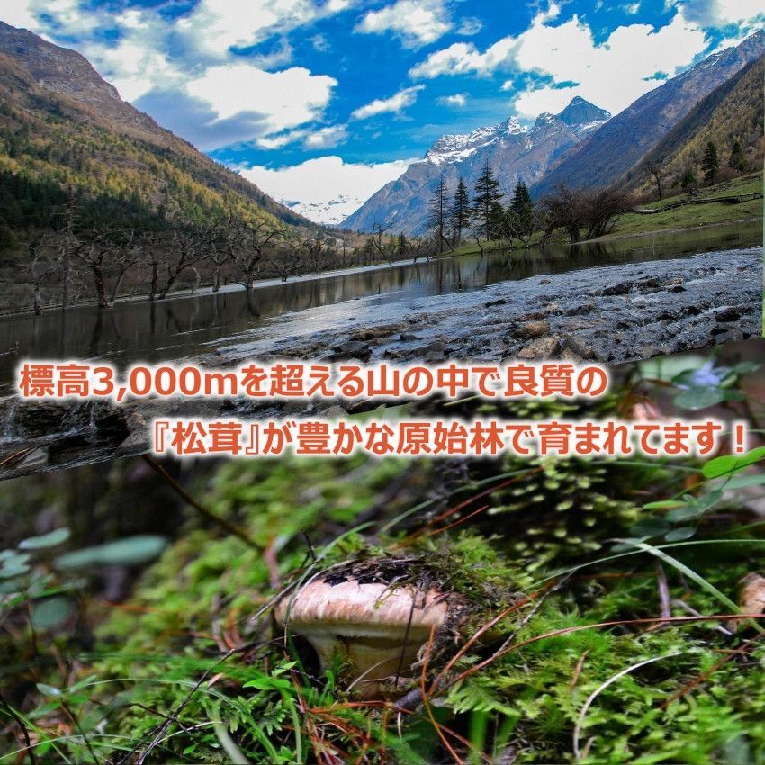 全国送料無料！中国シャングリラ産鮮度抜群松茸 つぼみ　ML 1kg(箱付き) 松茸【つぼみ】1kg【特選ギフト】 2024 中国 シャングリラ産 秋