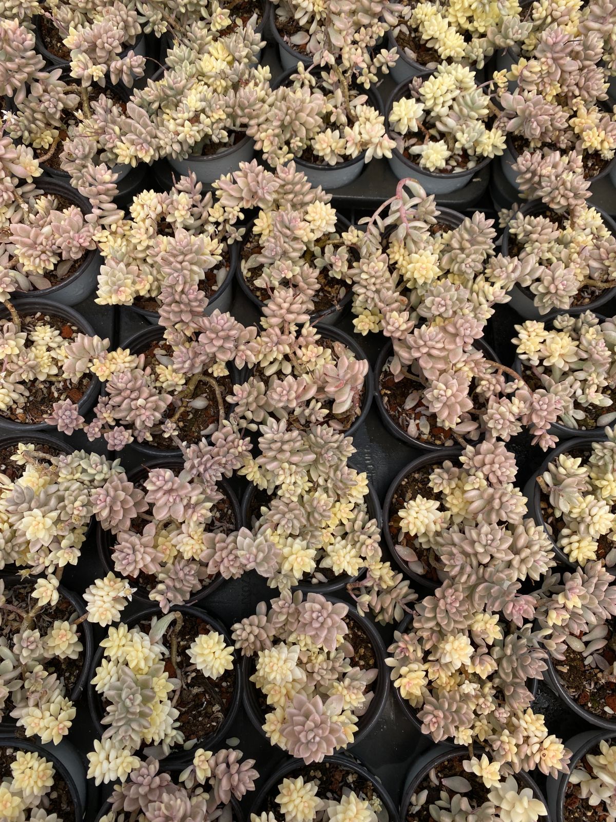 新入荷 好評発売 フォロワー 35株 YK2027 姫秋麗錦 多肉植物 花 園芸 抜き苗