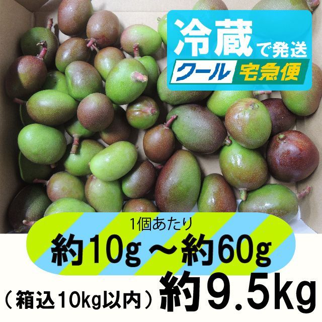 摘果マンゴー10kg