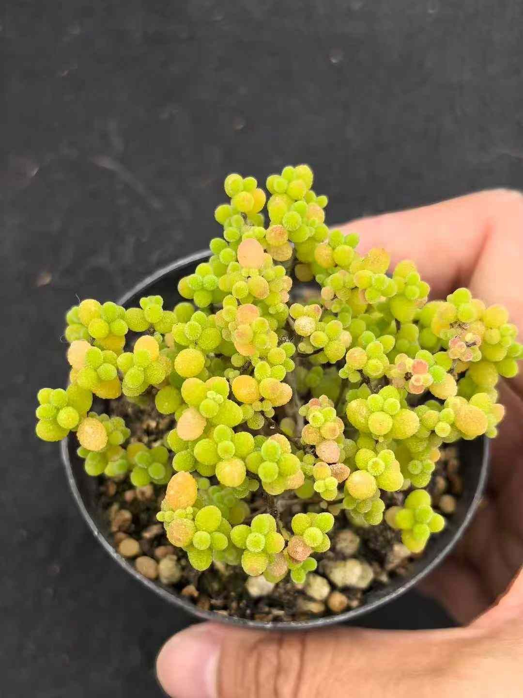 32鉢の土鉢付きセット ドロサンテマム グロボーサム 多肉植物 佐川急便発送 エケベリア 韓国苗 MY735