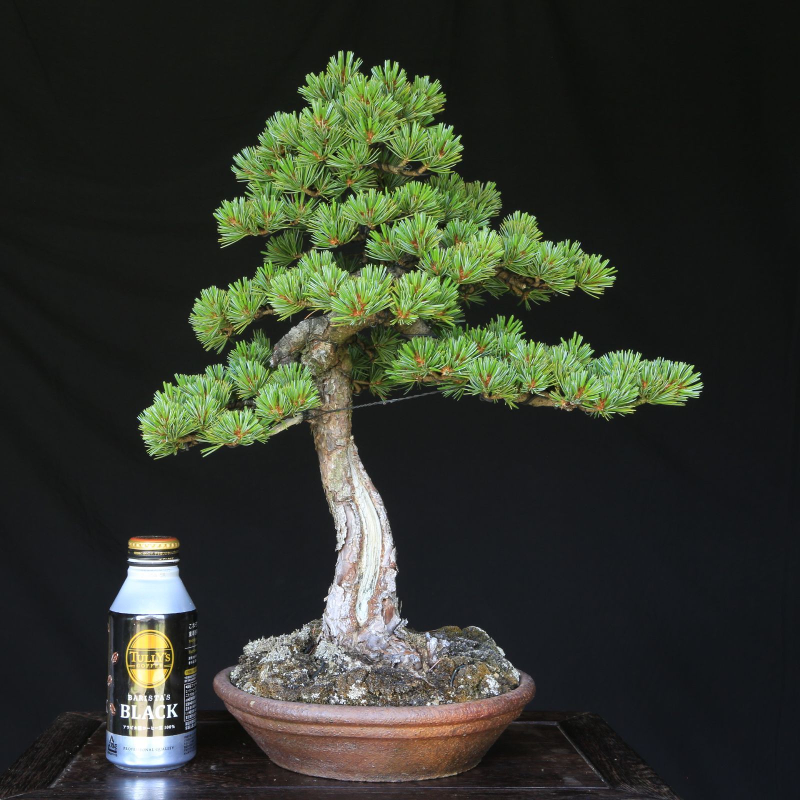 吾妻五葉松。文人造り。 吾妻五葉松【松国宝】文人調 盆栽 現品 一点物 接ぎ木 山採り 優良葉性