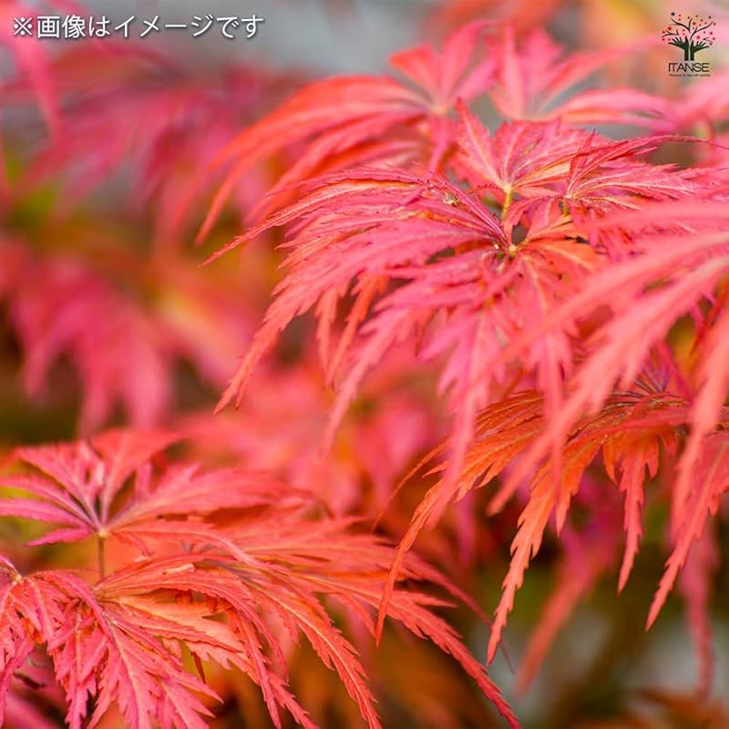 ♥ ＩＴＡＮＳＥ モミジ ガーネット 3.5号 1個売り 品種で選べる花木苗 学名 Acer palmatum Garnet|ムクロジ科カエデ属 耐寒性落葉中低木|原産地 日本 アメリカなど|別名 イロハモミジ 紅葉 楓 1 YUZUMIYA_COM