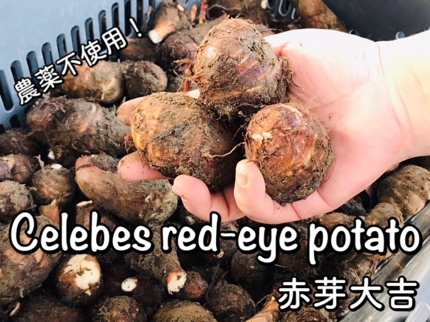 メルカリshops セレベス 赤芽大吉 1kg 畑からの直送便 無農薬 里芋