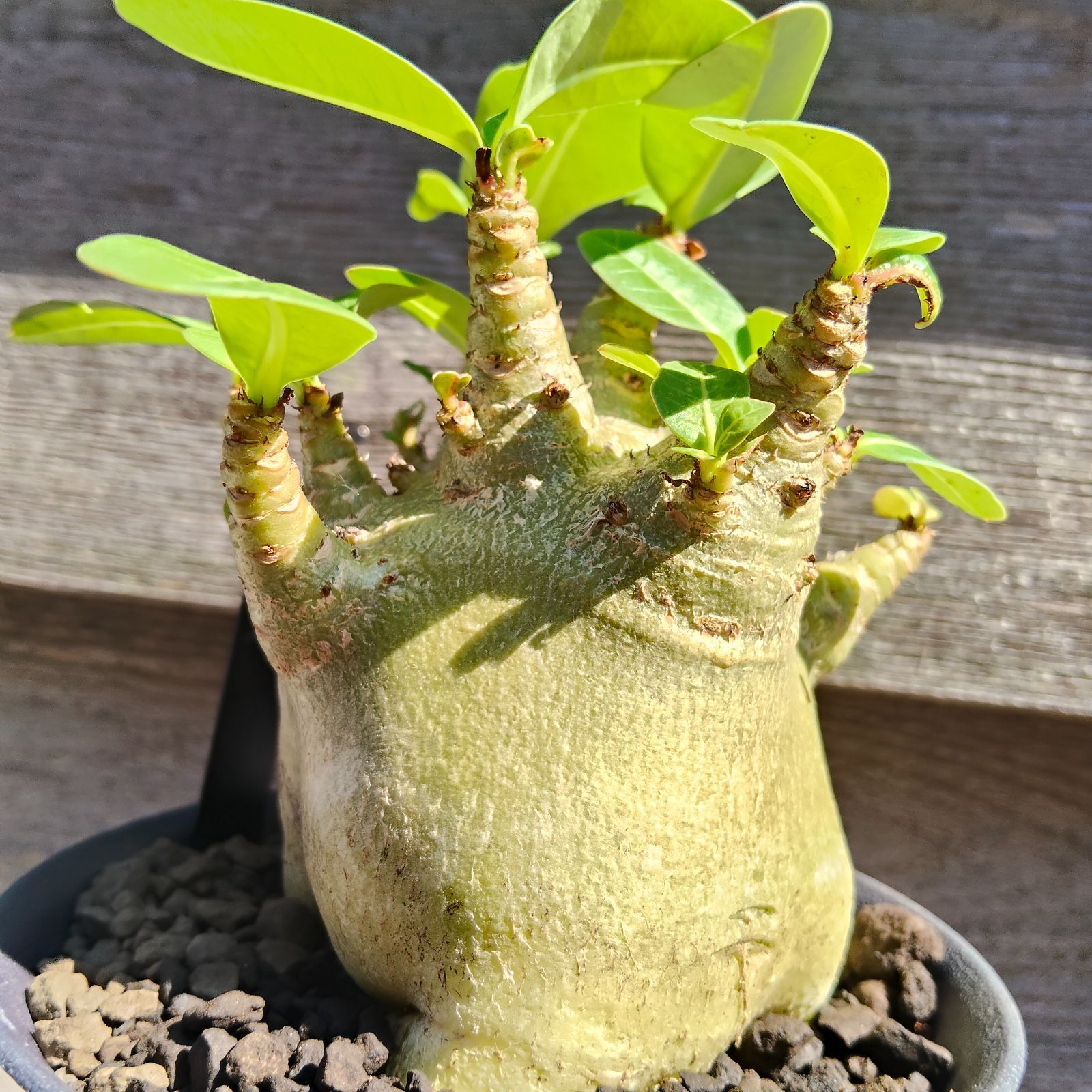 a39 アデニウム ドワーフ s1 塊根植物 コーデックス - メルカリ