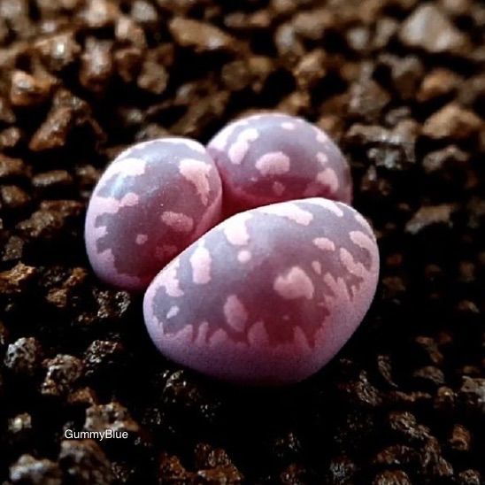 リトープス 大津絵系 キスキーグラナット 紫大津絵 Lithops otzeniana
