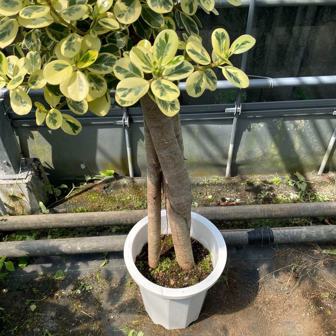 パンダガジュマル 斑入り（斑入りガジュマルA2【接ぎ木】おまけ
