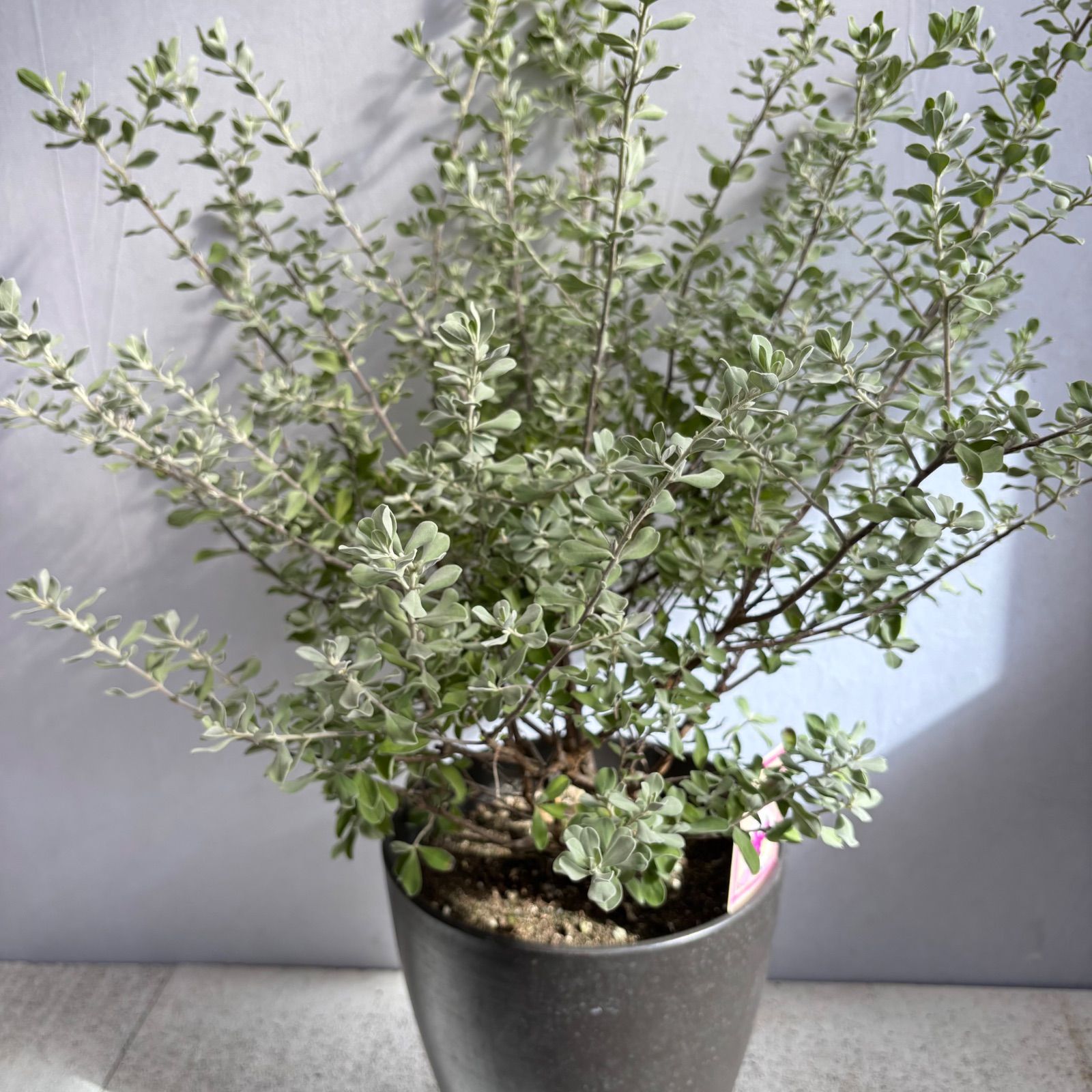 レウコフィラム レウコフィルム シルバーリーフ 常緑低木