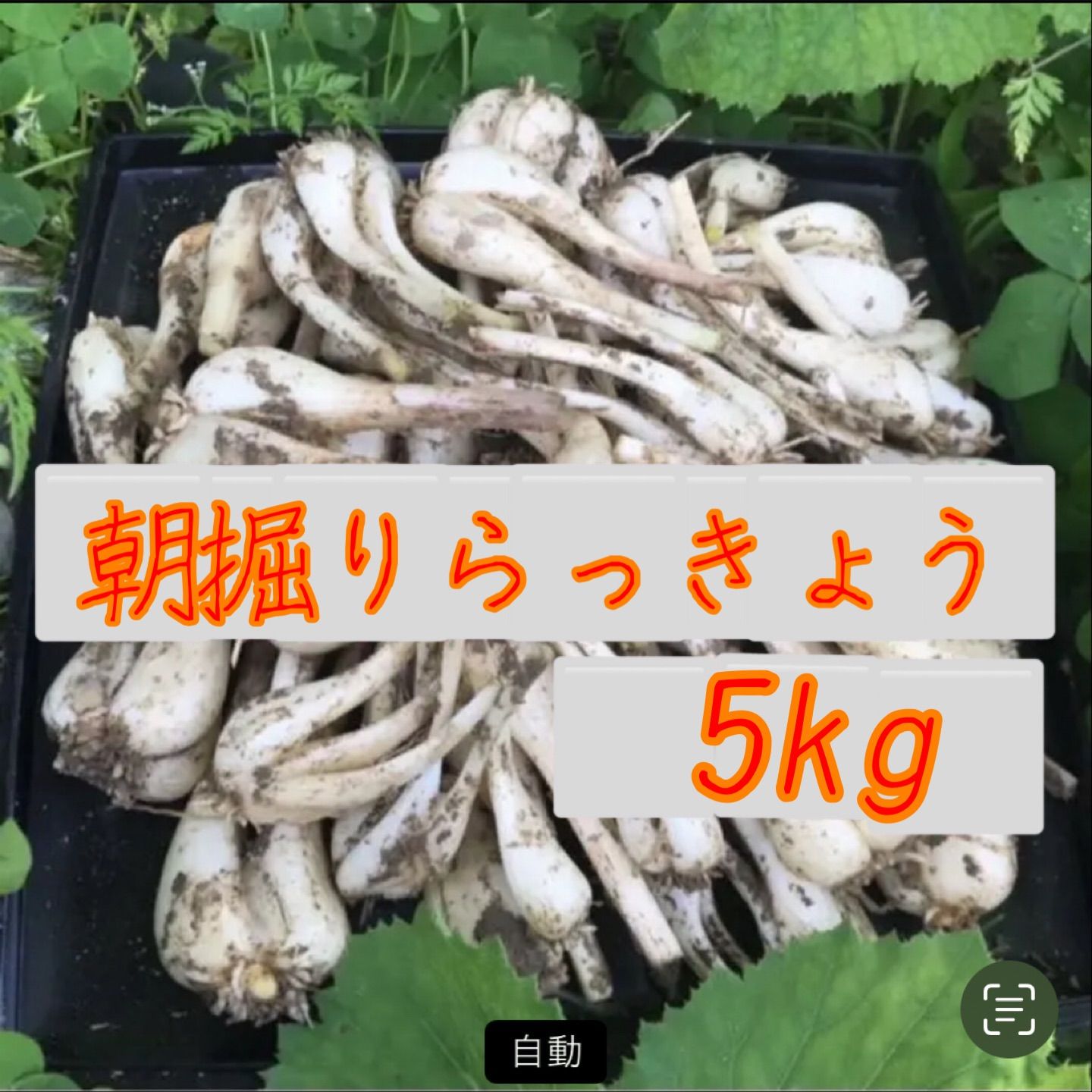 朝掘りらっきょう 農薬不使用 根皮土付きで5kg 徳島県産 | mdh.com.sa