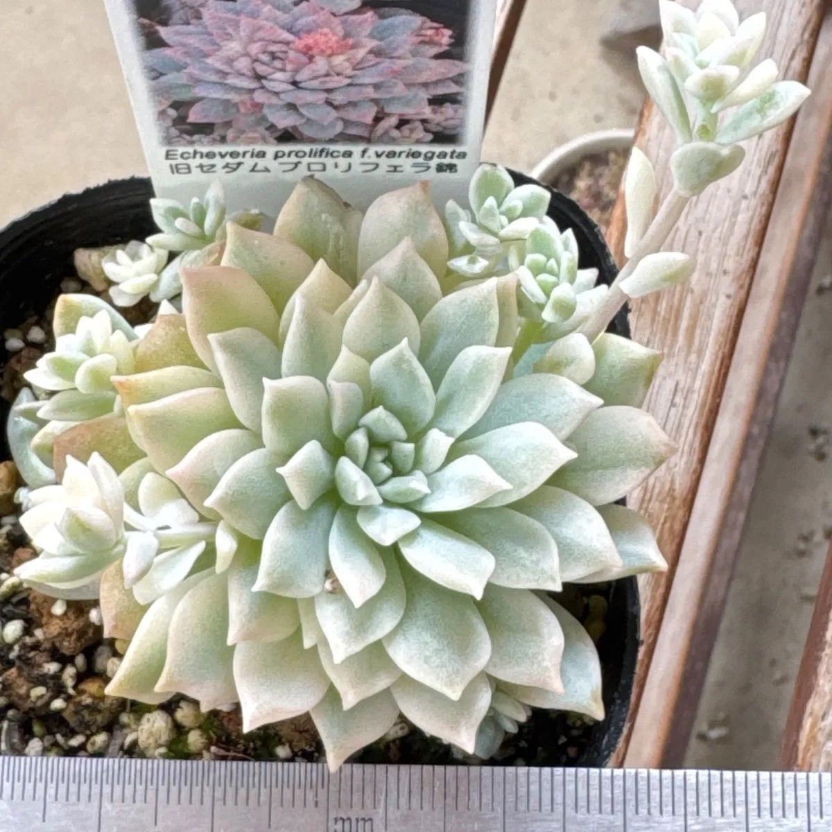 多肉植物 ちょいレア♪月錦♡抜き苗 6e4232aadedb4c391846c1974528b4