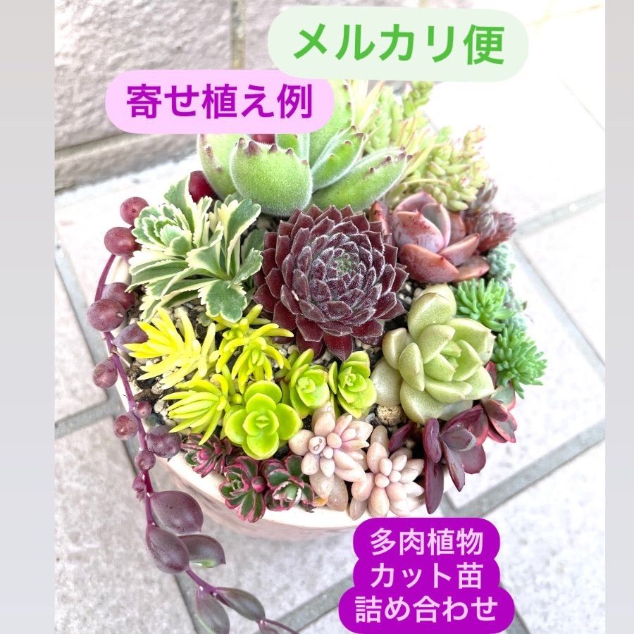 ⑥寄せ植えセット カット苗 詰め合わせ 多肉植物 - メルカリ