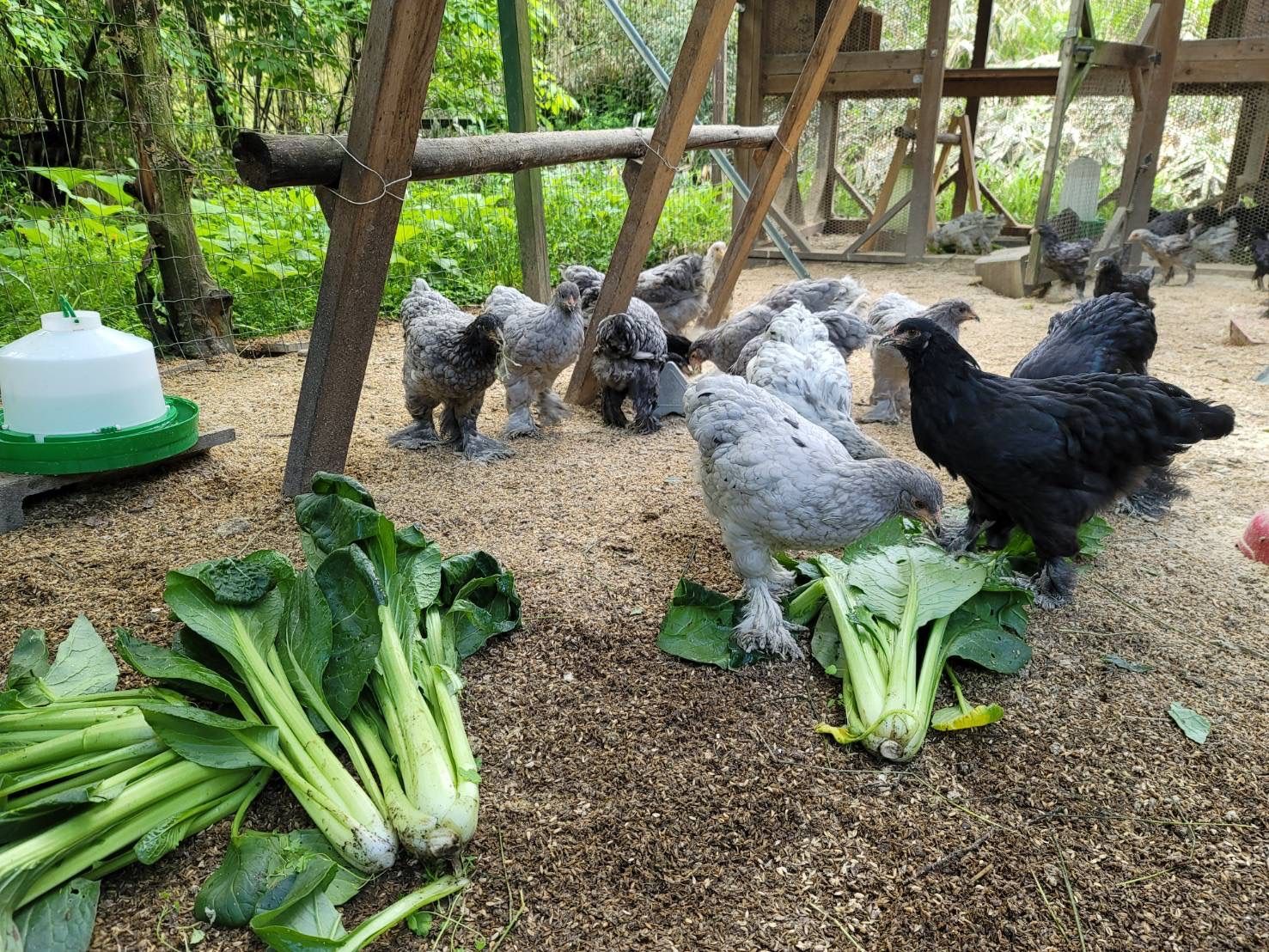 世界最大の鶏ブラマの平飼い有精食用卵12個 - 卵、乳