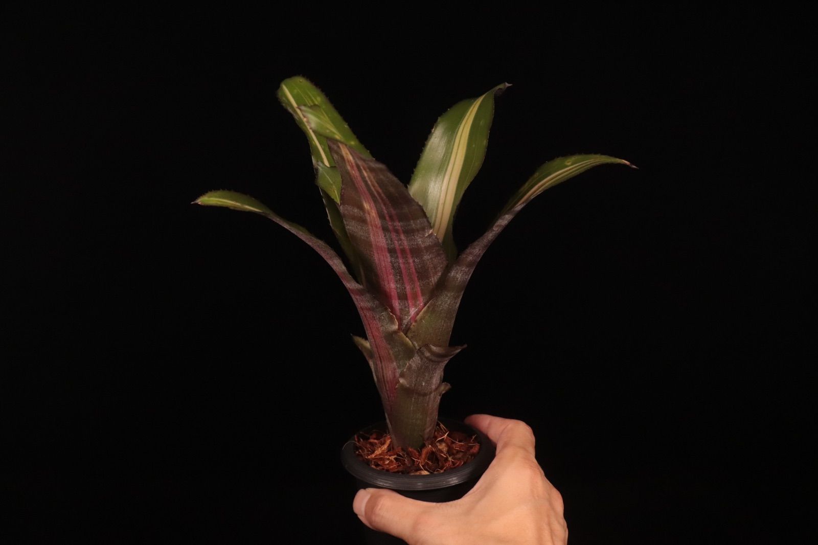 送料無料】xHohenmea 'Ninja Starburst'〔ホヘンメア〕現品発送H217