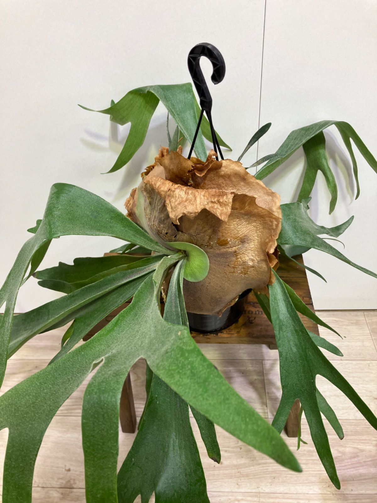 【nakaビカクシダまとめ商品】 naka様専用ビカクシダまとめ商品】