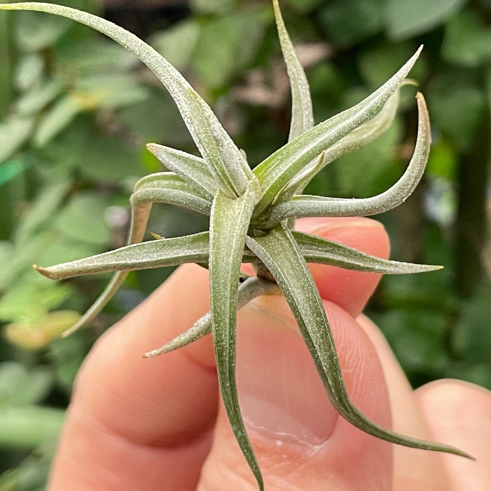 チランジア レクタングラ Tillandsia rectangula＊エアプランツ 