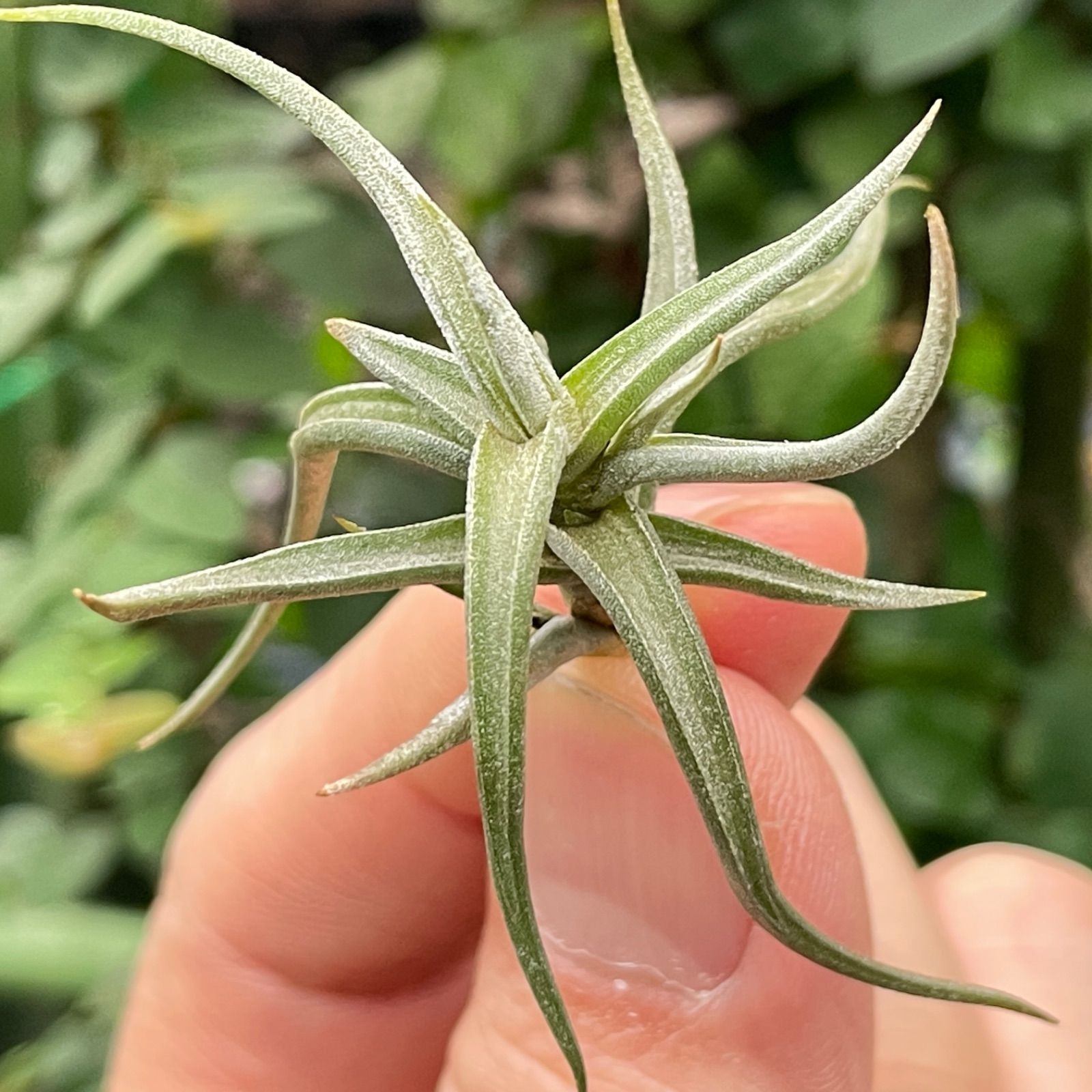 チランジア レクタングラ Tillandsia rectangula＊エアプランツ