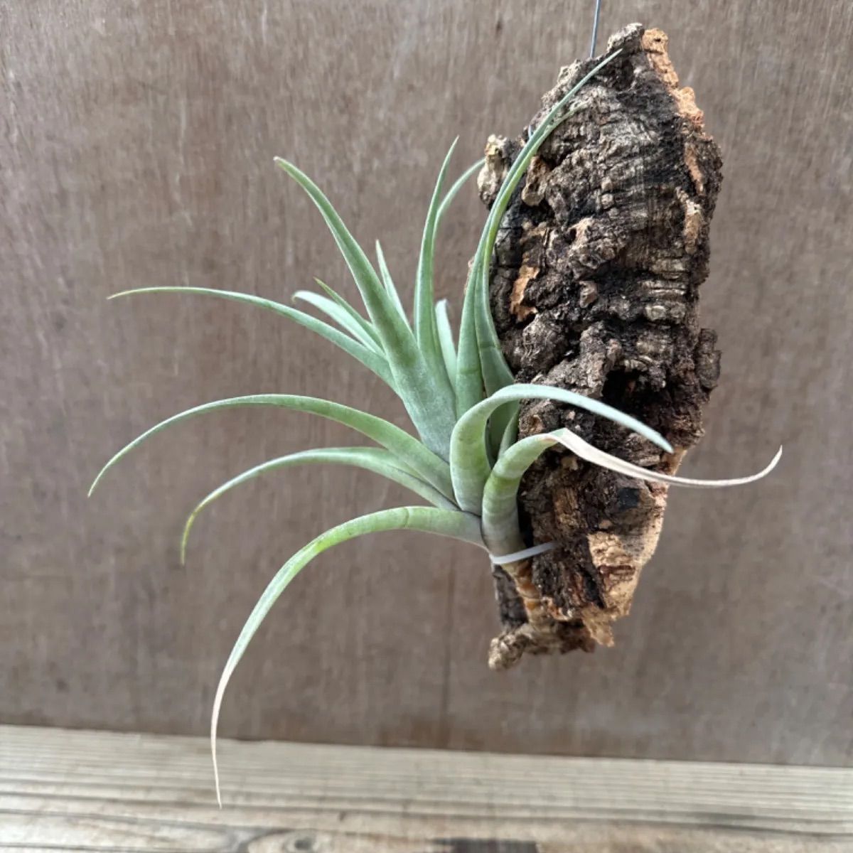 チランジア フレクスオーサ  Tillandsia flexuosa ティランジア エアプランツ エアープランツ 現品 観葉植物 観葉 植物 珍奇植物 珍奇 珍しい レア 希少 ハンギング 吊るす 吊り下げ インテリア プレゼント おしゃれ かわいい グリーン