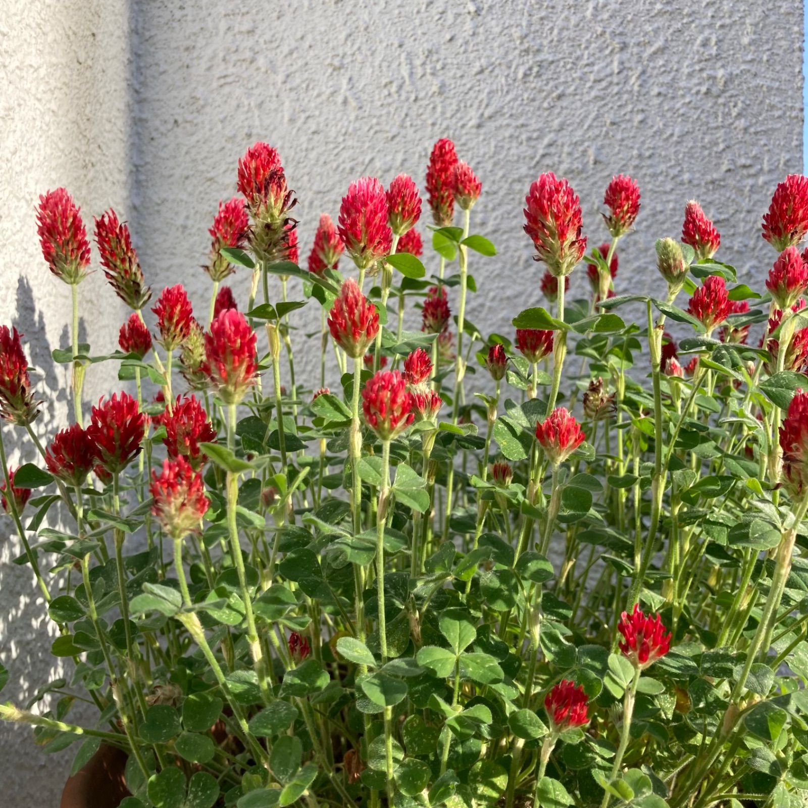 お花の種】ストロベリーキャンドル 種子 20g！ - メルカリ