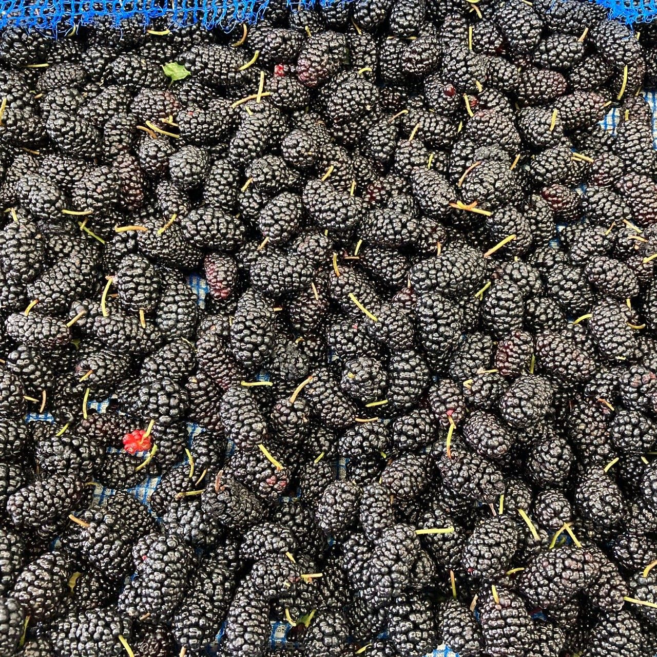 3kg 即冷凍で鮮度 栄養そのまま 瀬戸内ブランド桑の実 マルベリー