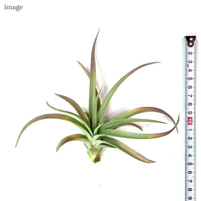 チランジア ハリシー × キセログラフィカ チランジア ハリシー × キセログラフィカ 楽天市場】(現品