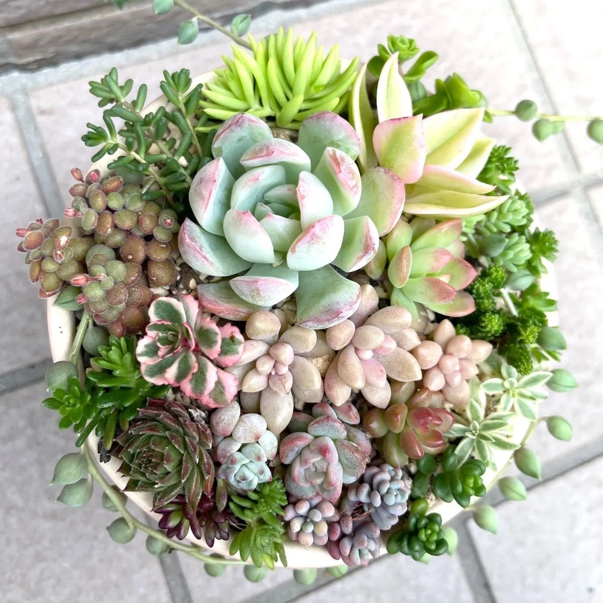 ☆多肉植物カット苗詰め合わせ☆寄せ植えセット☆ちまちま寄せ植え