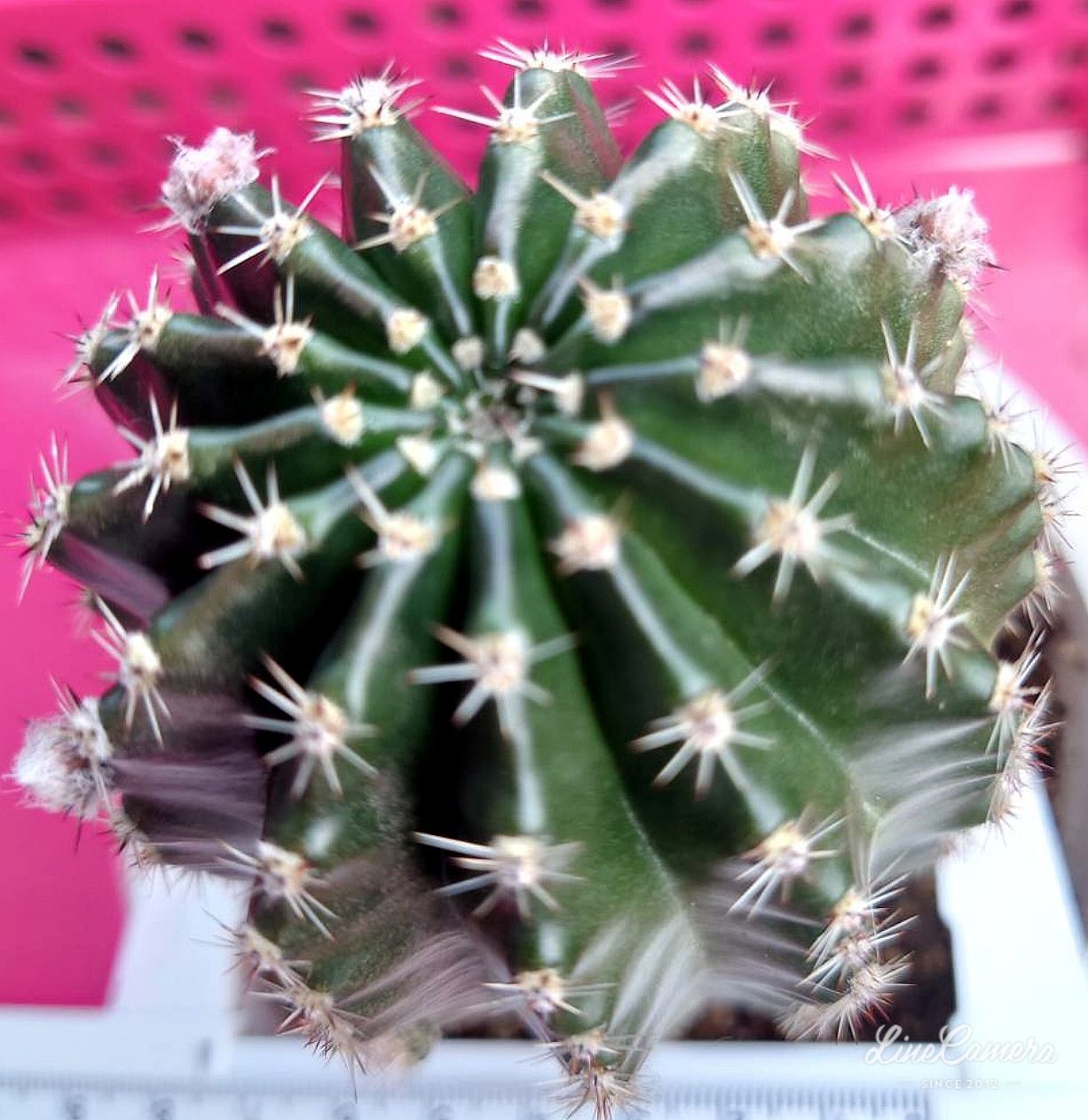 メルカリshops オレンジ花 短毛丸 10x8 エキノプシス属