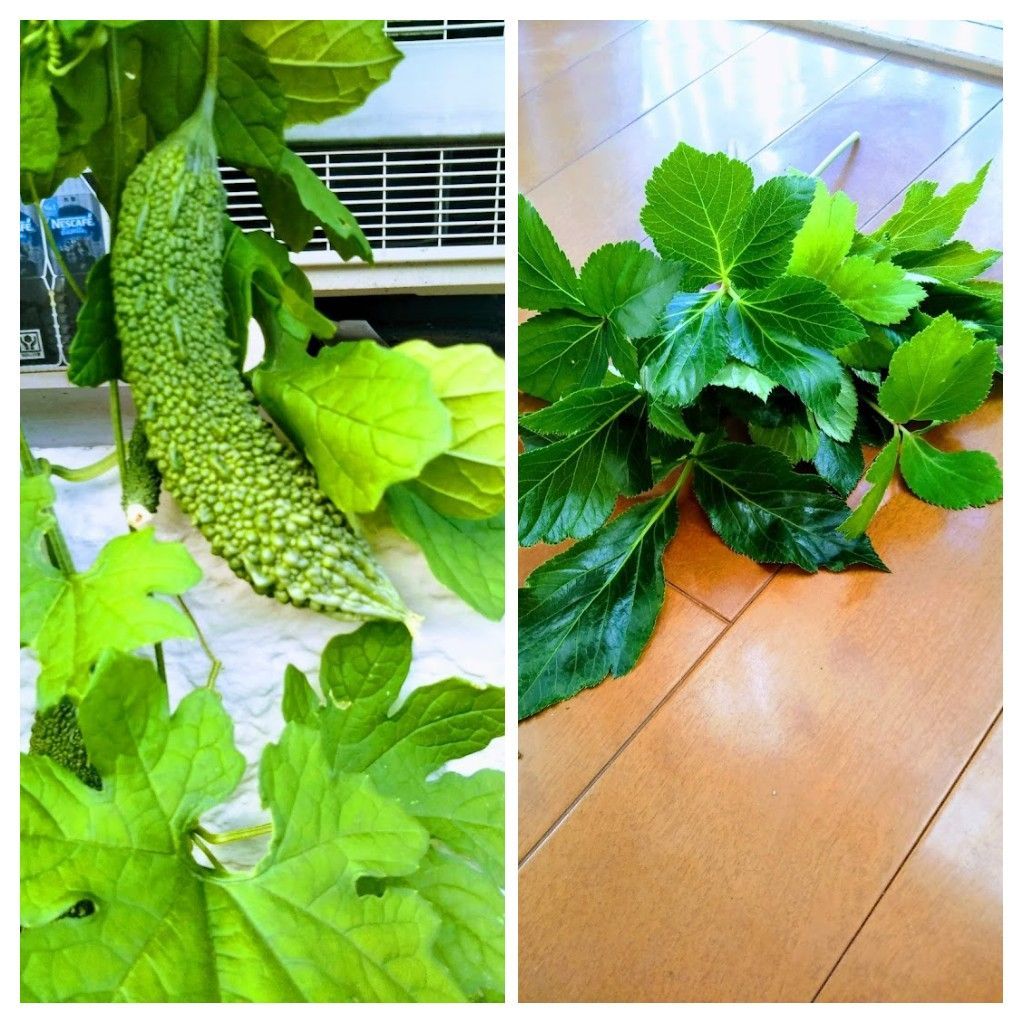 メルカリshops アシタバ明日葉 赤茎 ゴーヤ種 野菜の種