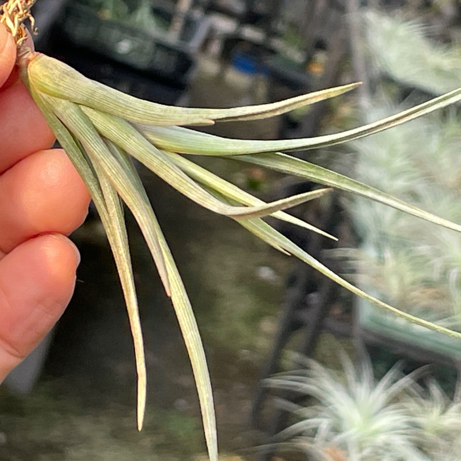 チランジア エリシー Tillandsia erici＊エアプランツ＠フラワー