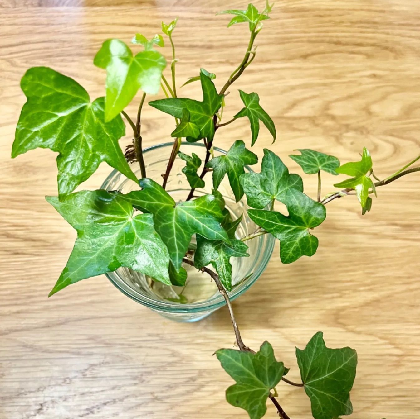 へデラ 根付き植物