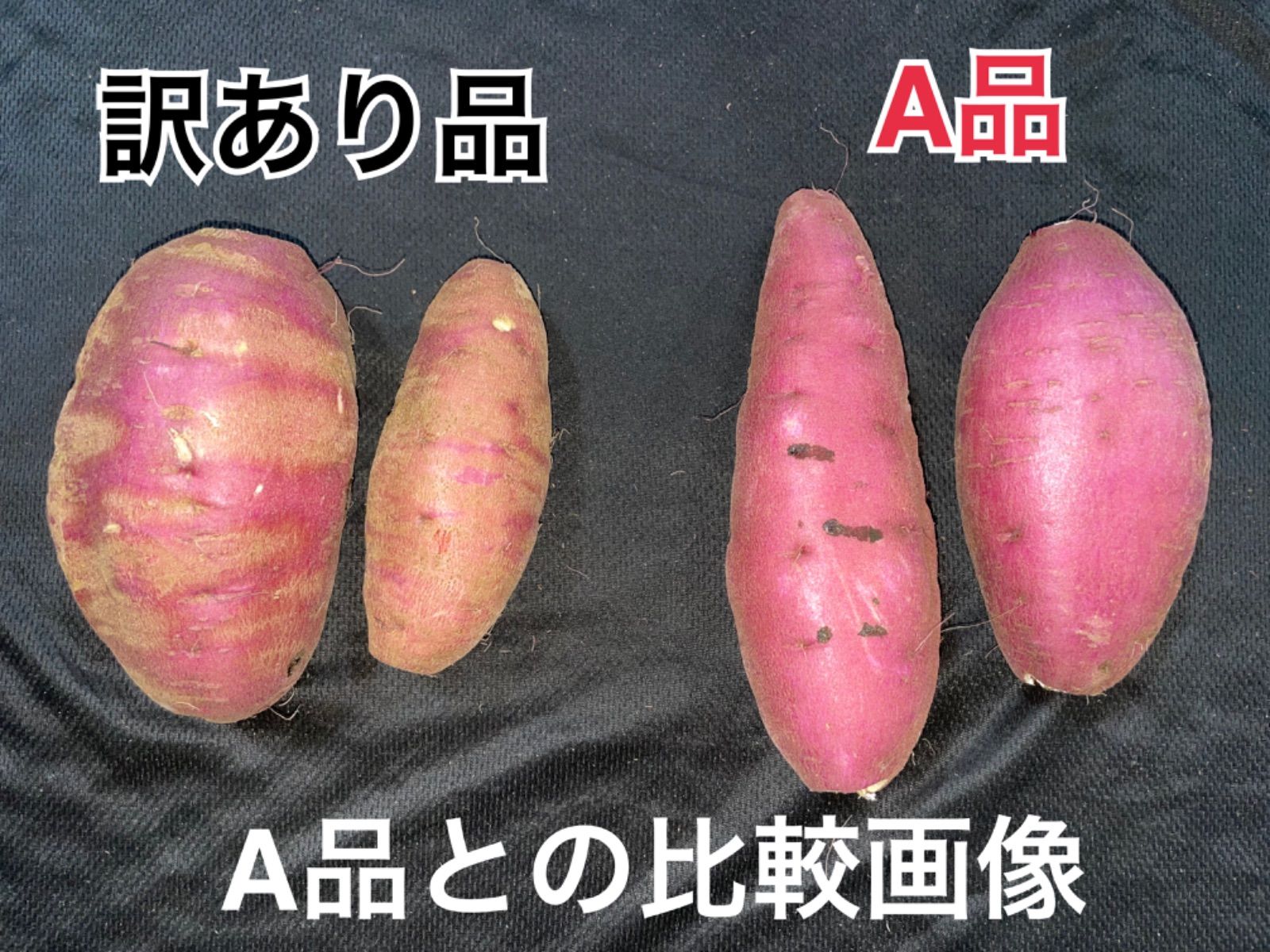 栗かぐや苗400本 【公式通販】