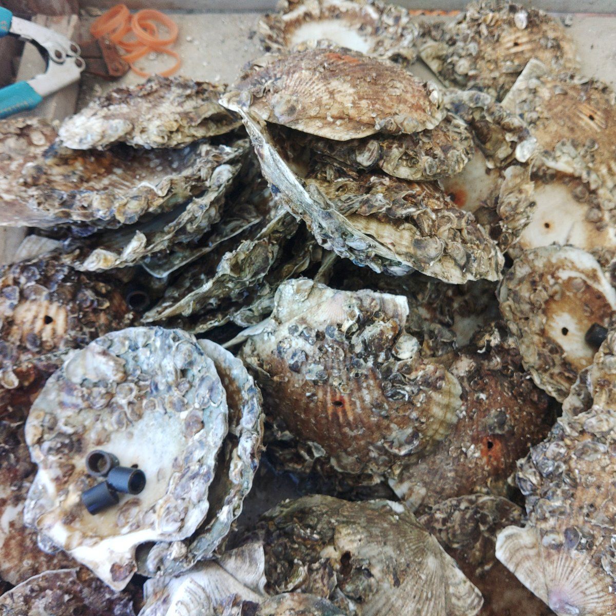 宮城県松島産 種牡蠣1本あたり72枚