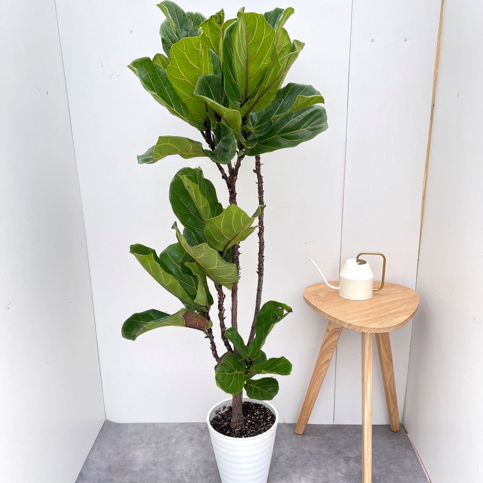 現品 観葉植物