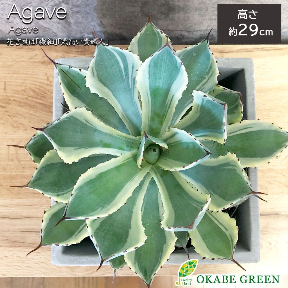 2024年11月更新】アガベ アテナータ/Agaveattenuata| AG-AT-01 アガベ